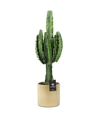 Euphorbia Kaktüs Büyük Boy